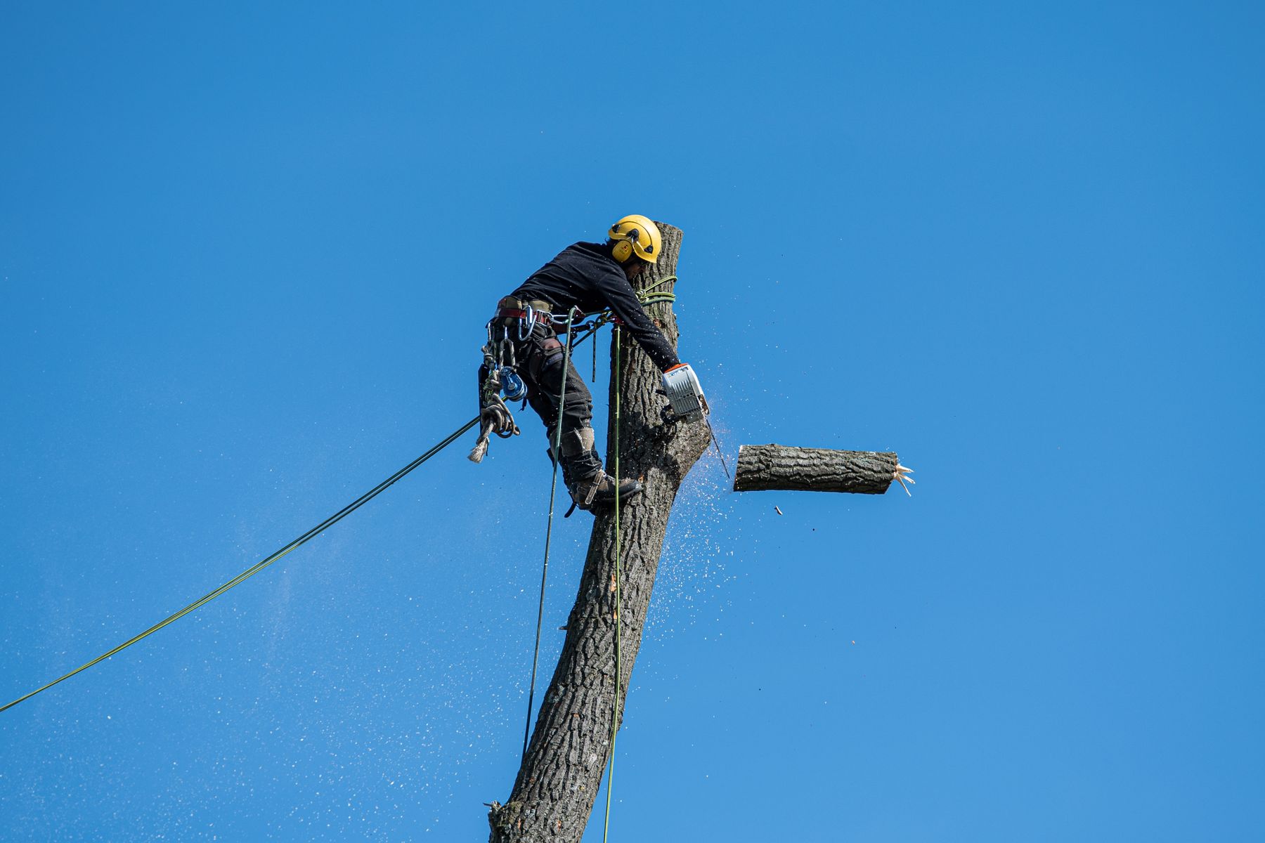 Arborist using rope access while carefully sectioning a tree