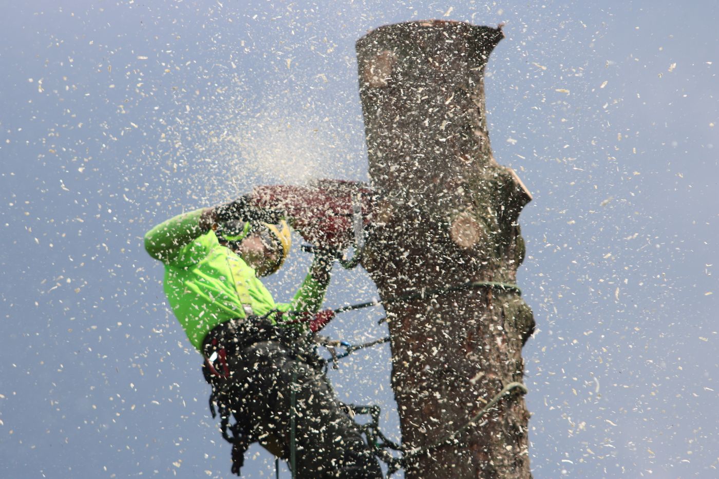 Arborist working safely from a rope and harness
